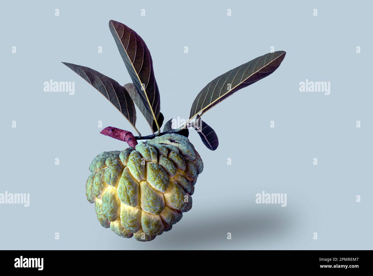 Custard apple (annona squamosa) linn, India Stock Photo