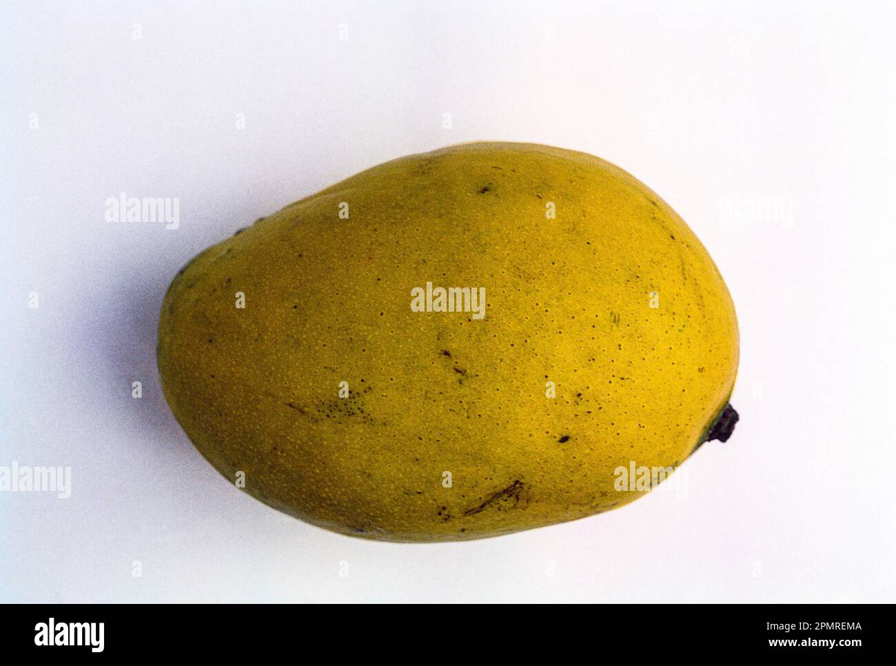 Mangusta Fruit In Tamil at Thomas Rego blog