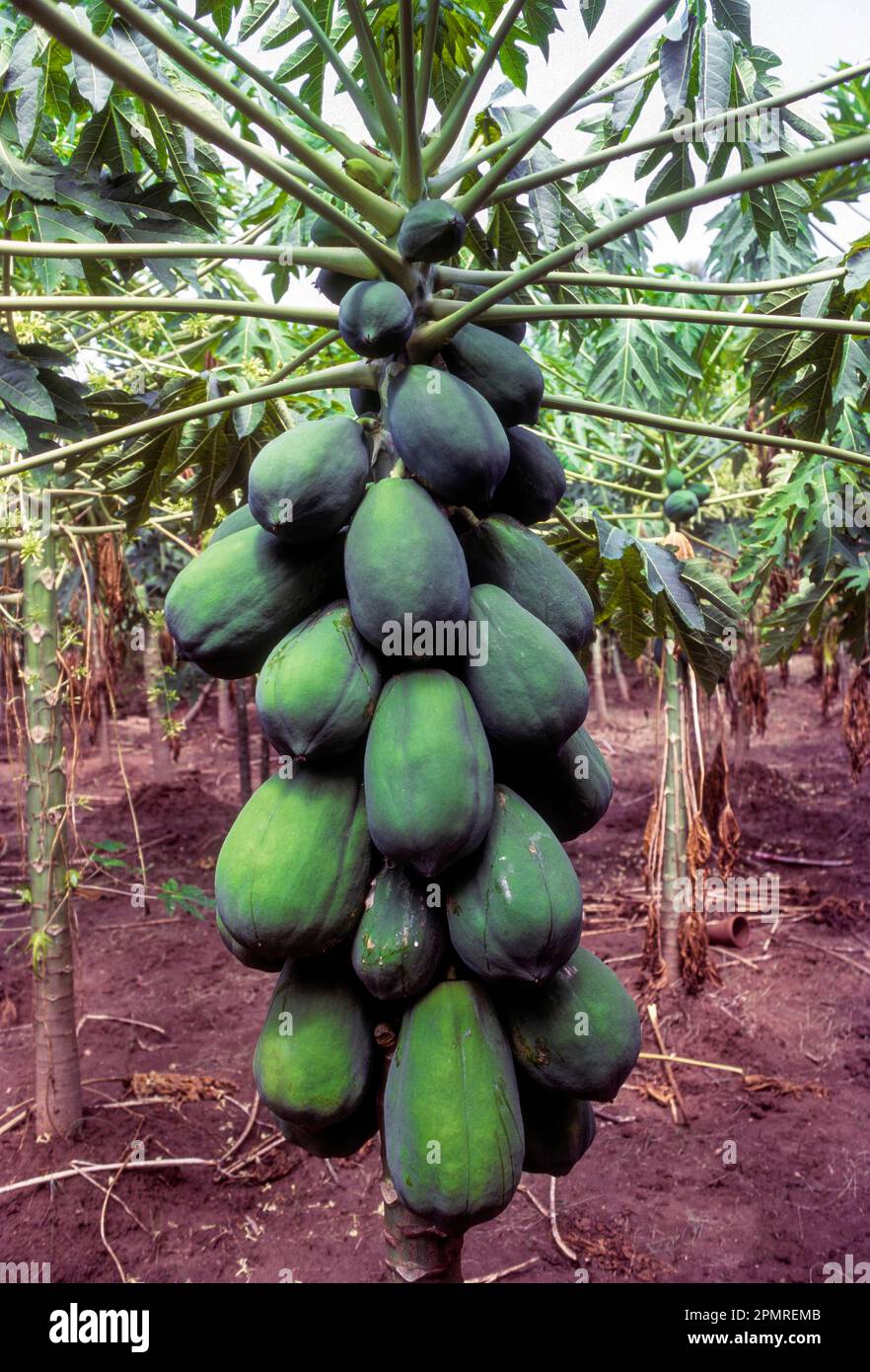 Fruit, Pappaya (Carica Papaya linn) Tamil Nadu, South India, India