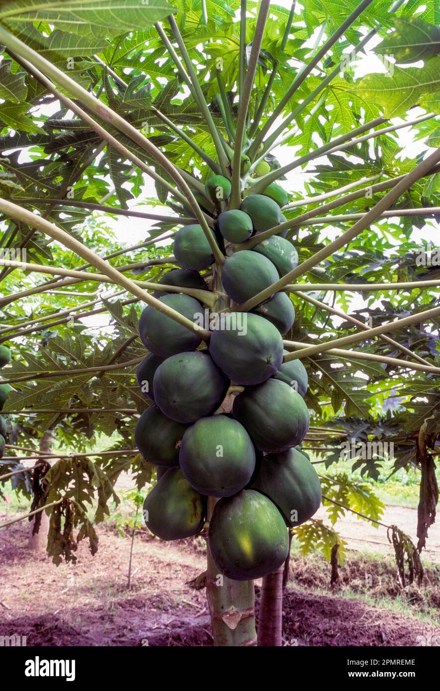 Fruit, Pappaya (Carica Papaya linn) Tamil Nadu, South India, India