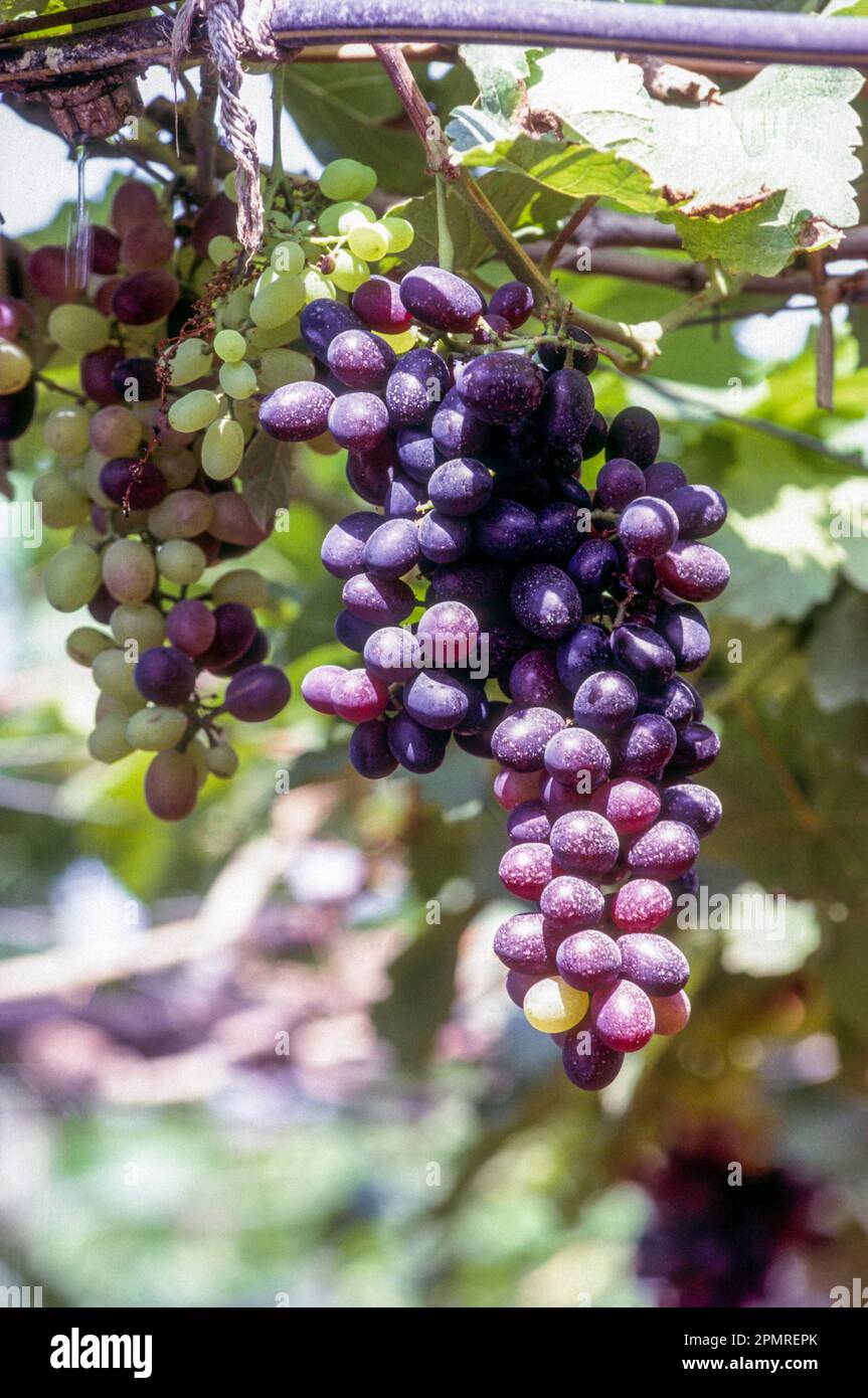 Black prince Grapes growing in field, Tamil Nadu, South India, India