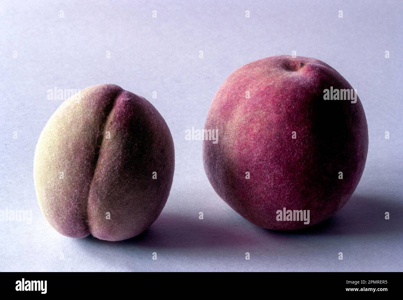 Peach fruits (Prunus persica) in Coonoor, Nilgiris, Tamil Nadu, South