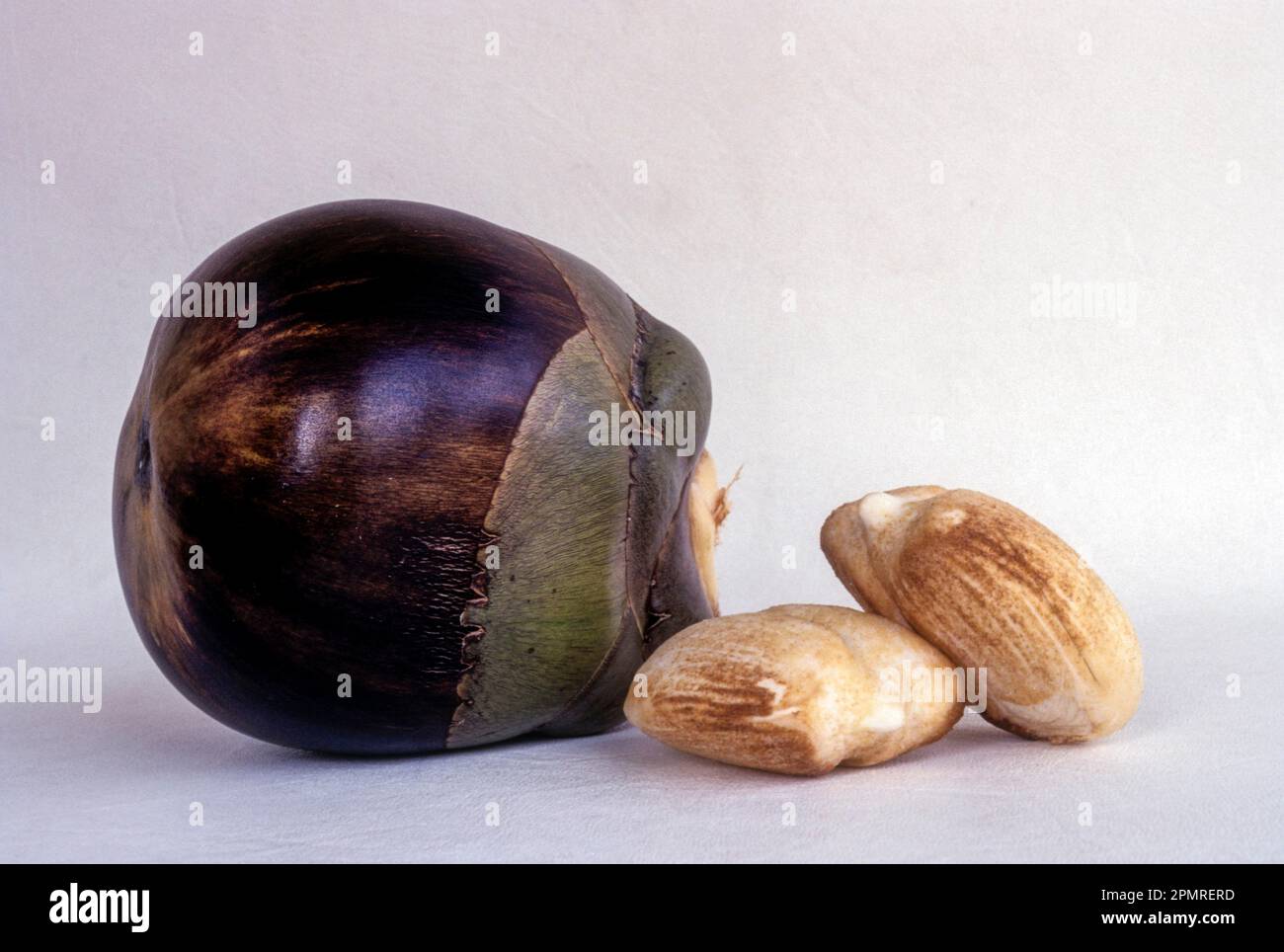 Fruit, Palmyra palm (Borassus flabellifier linn) (arecaceae) doub palm toddy palm, Tamil Nadu