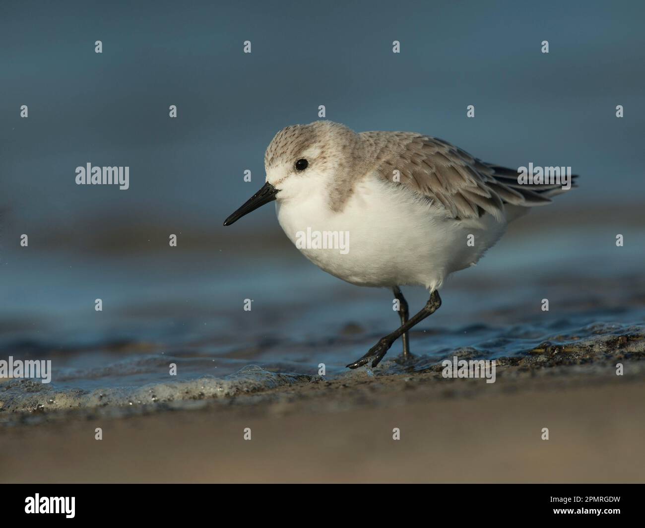 Sanderling (Calidris alba), Texel, Netherlands Stock Photo