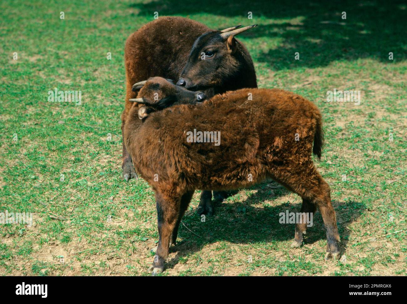 Mountain anoa (Bubalus quarlesi) close-up, standing with young, Krefeld Zoo (S) Stock Photo