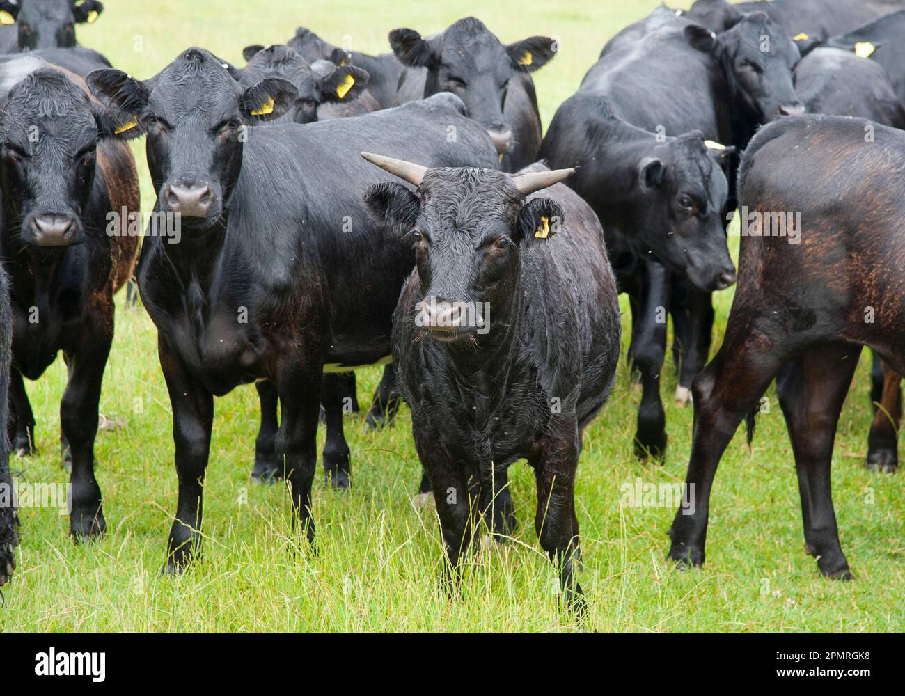 Domestic cattle, Dexter cattle herd, standing on pasture, Bradford, West Yorkshire, England, United Kingdom Stock Photo