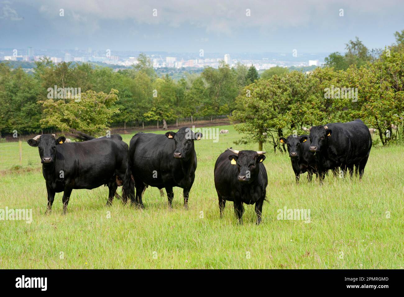 Domestic cattle, herd of Dexter cattle, standing in pasture with town in distance, Bradford, West Yorkshire, England, United Kingdom Stock Photo