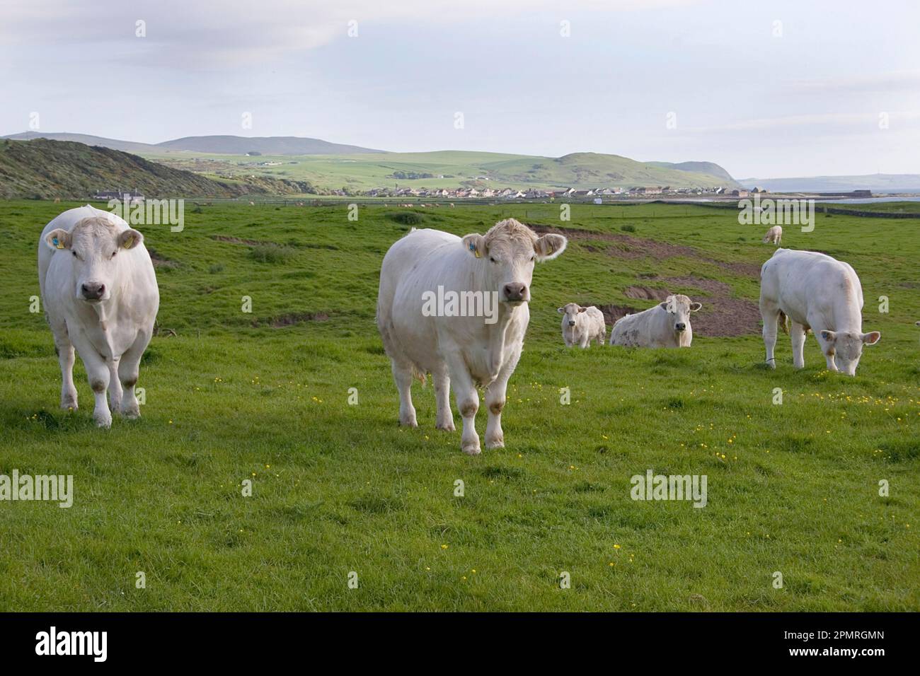 Domestic cattle, Charolais, herd grazing on coastal pastures, Ballantrae Bay, South Ayrshire, Scotland, springtime Stock Photo