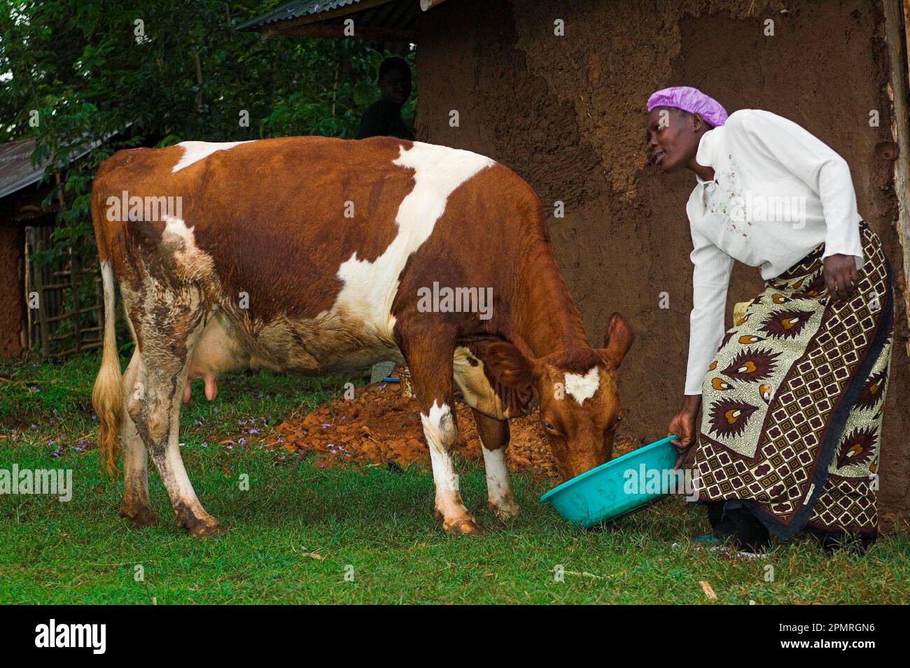 Domestic cattle, Ayrshire cow, feeding from a container kept by a woman, Western Kenya Stock Photo