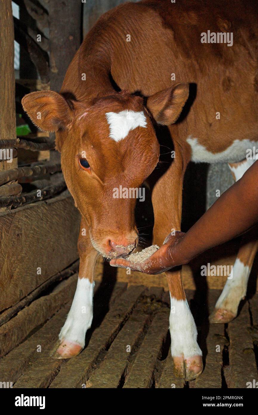 Domestic cattle, Ayrshire calf, feeding by hand, Western Kenya Stock Photo