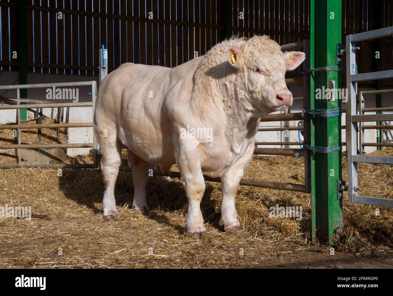 Domestic cattle, Charolais bull, standing in straw yard, Malton, North