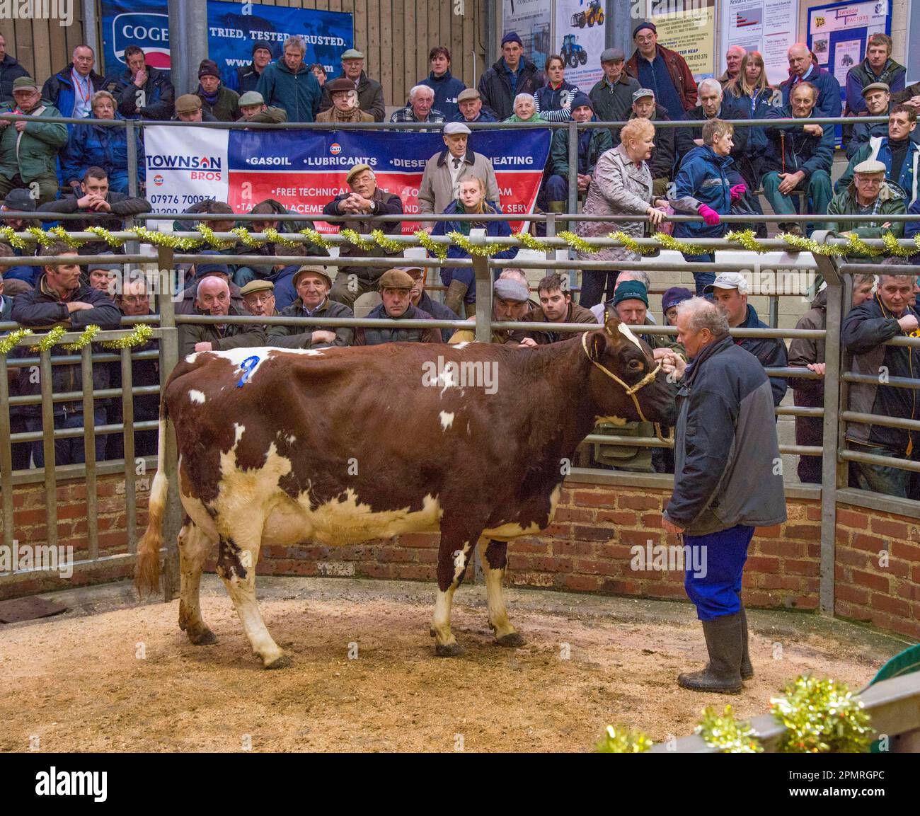 Livestock market, Ayrshire dairy cow sale in auction ring, Gisburn, Lancashire, England, United Kingdom Stock Photo
