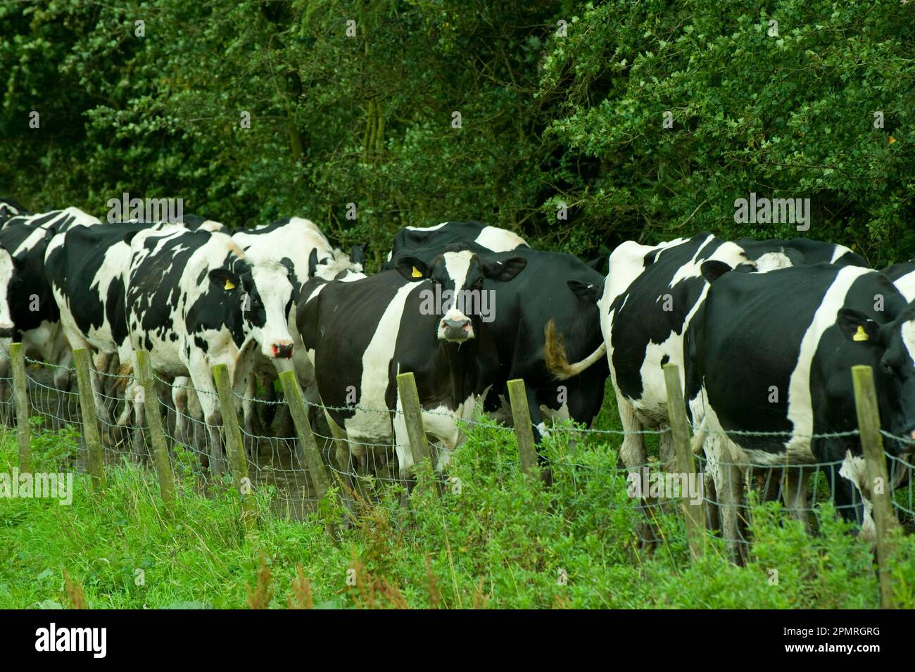 Domestic cattle, Holstein Friesian, cows coming in for milking, walking along the fence, England, Great Britain Stock Photo