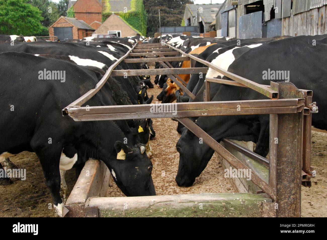 Domestic cattle, Holstein Friesian and Jersey, dairy cows, feeding in front of milking, England, Great Britain Stock Photo