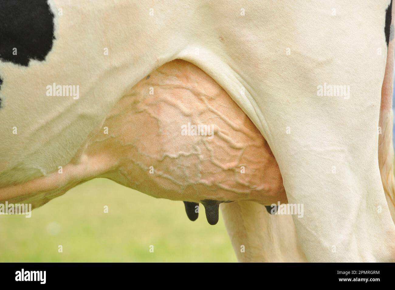 Domestic cattle, Holstein Friesian, heifer, closeup of udder, England