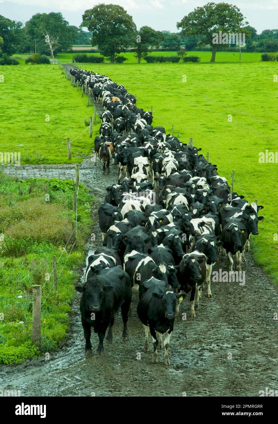 Domestic cattle, Holstein Friesian, cows coming in for milking, walking on muddy paths, England, Great Britain Stock Photo