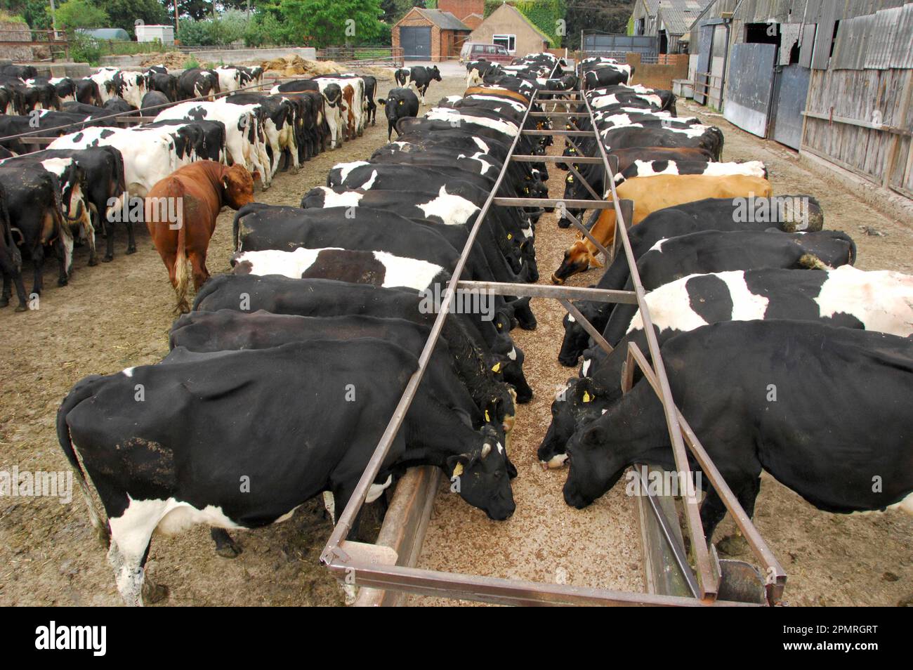 Domestic cattle, Holstein Friesian and Jersey, dairy cows, feeding in front of milking, England, Great Britain Stock Photo