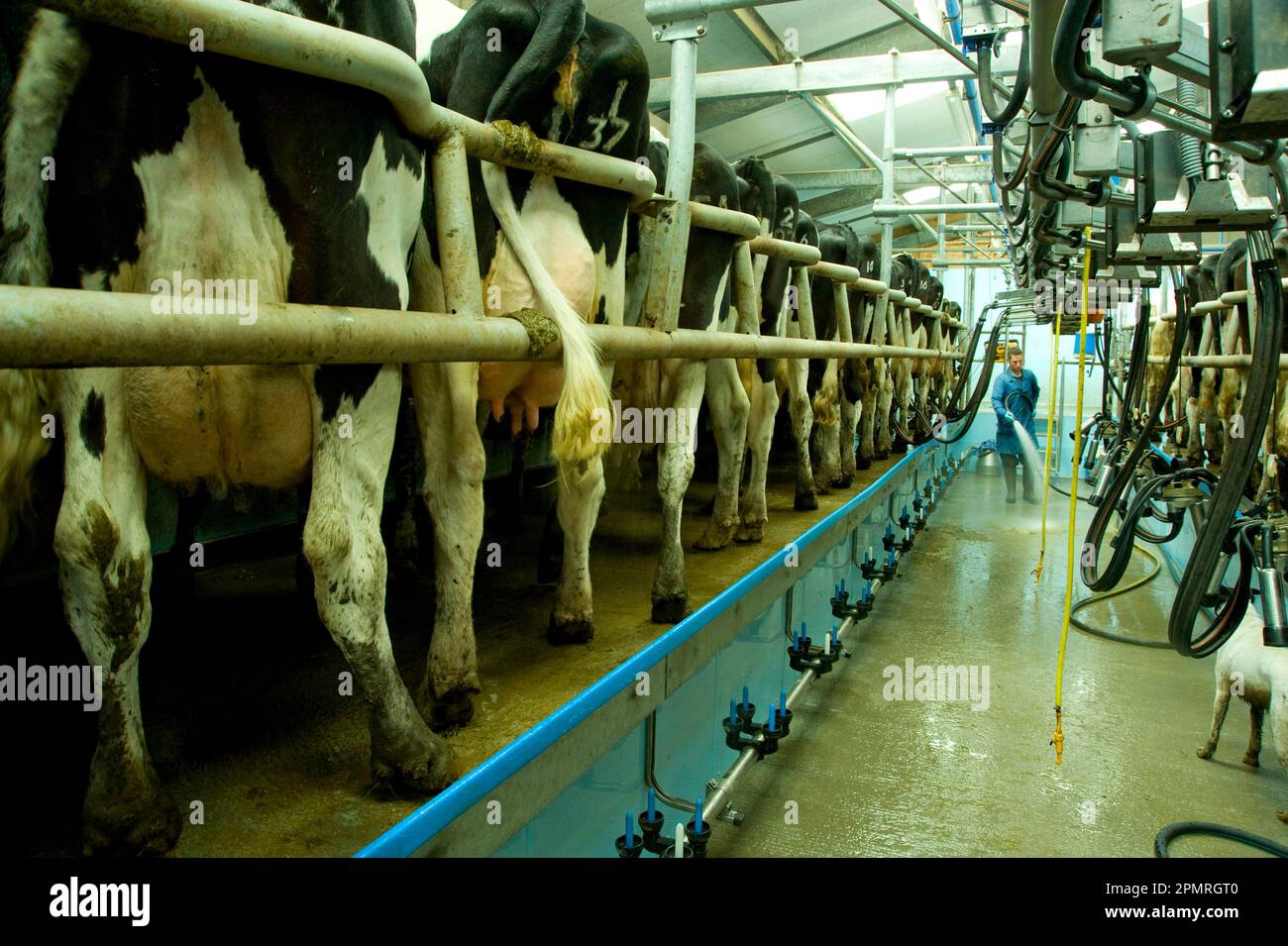 Domestic cattle, Holstein Friesian, cows in milking parlour, with dairy washing floor, England, Great Britain Stock Photo