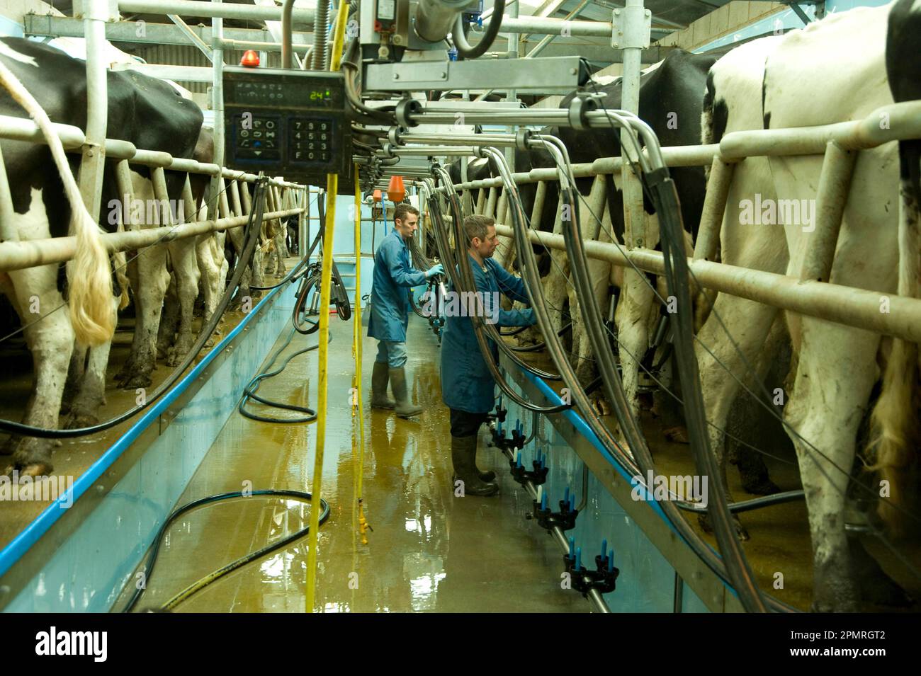 Domestic cattle, Holstein Friesian, cows in milking parlour with dairymen, England, Great Britain Stock Photo