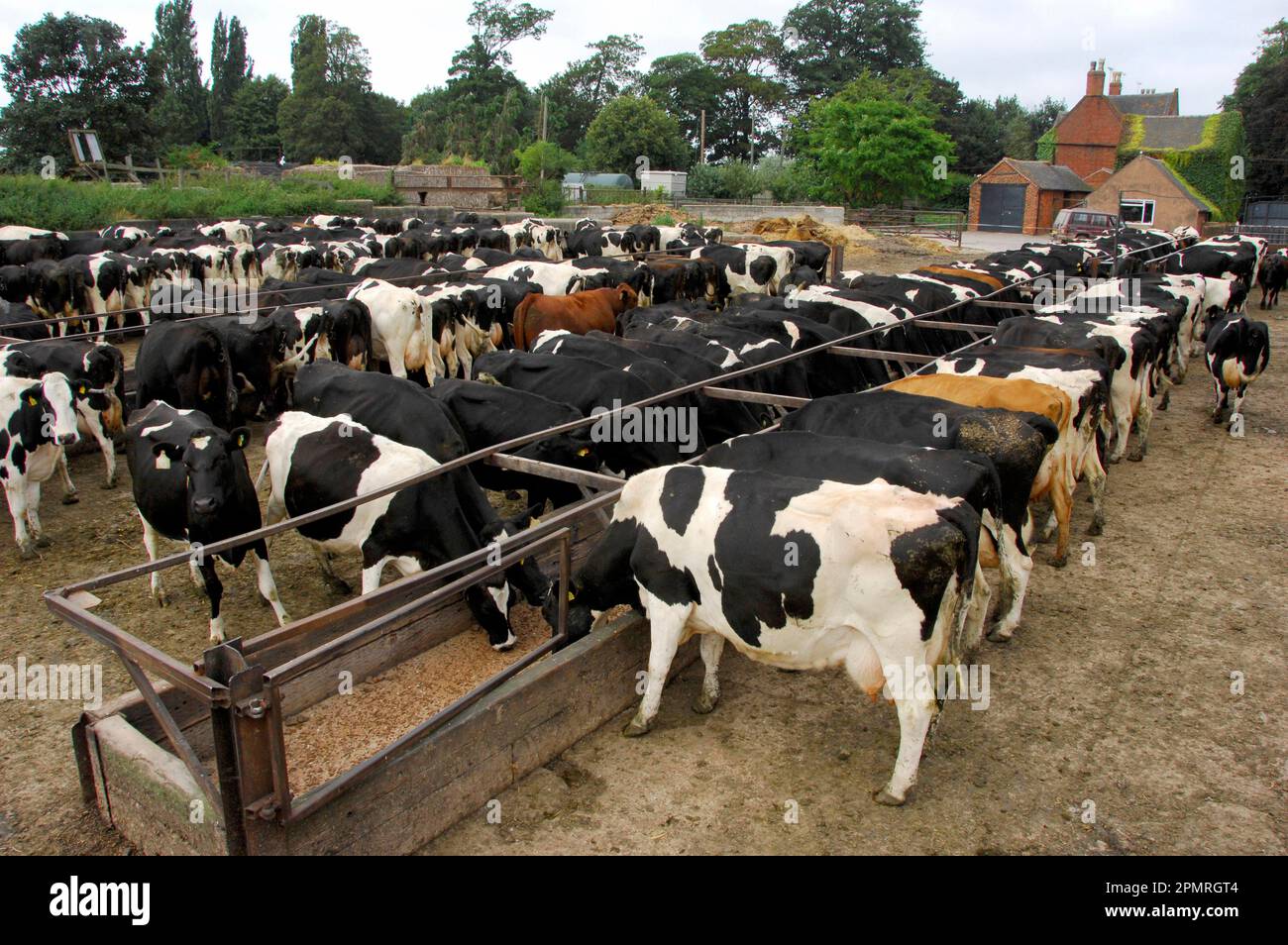 Domestic cattle, Holstein Friesian, Dairy cows, Feeding in front of milking, England, Great Britain Stock Photo