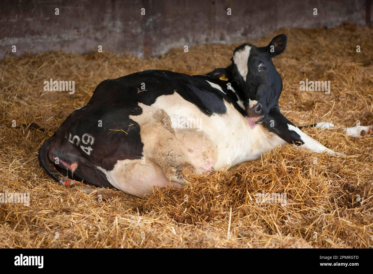 Domestic cattle, Holstein cattle, lying on straw bedding and about to