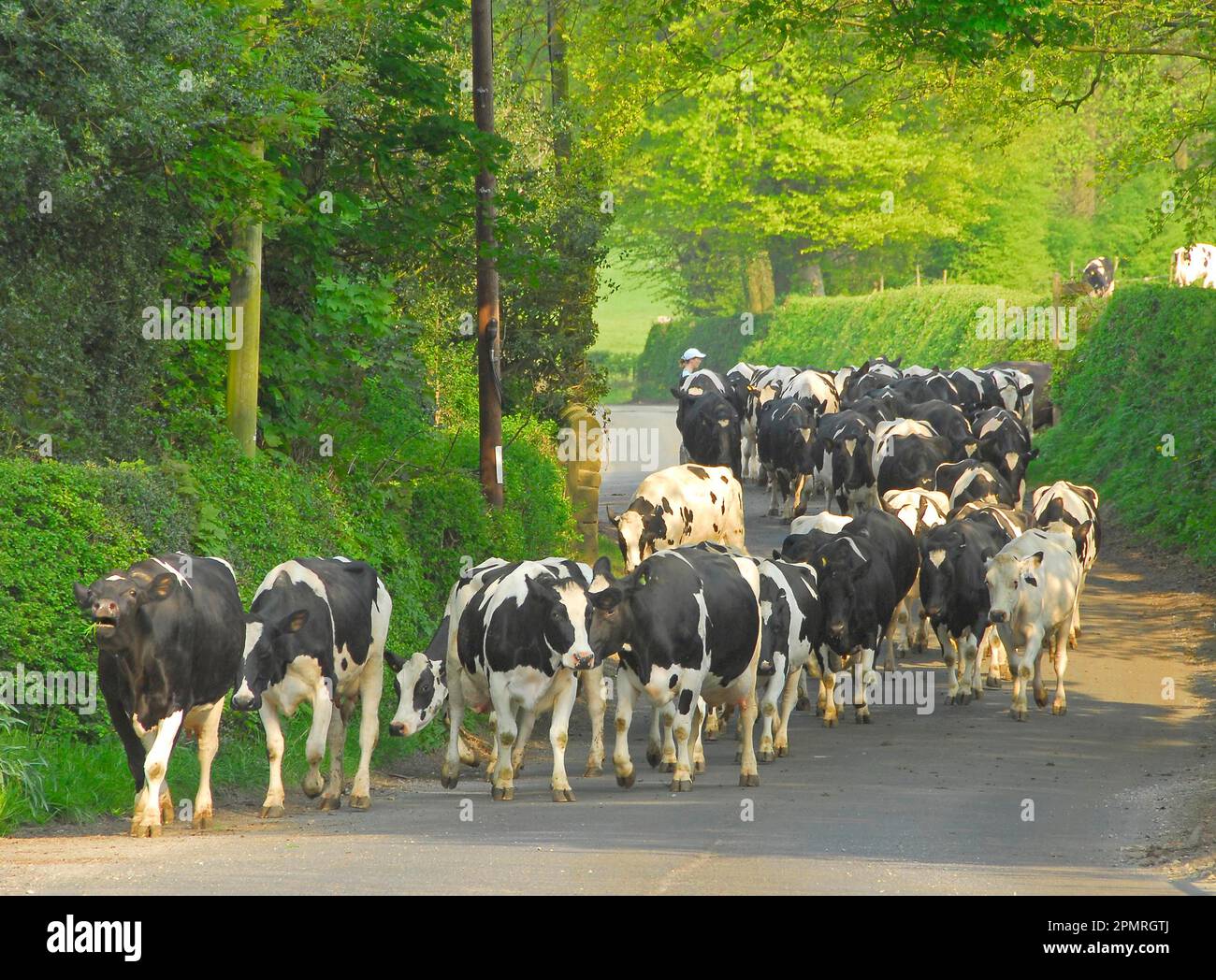 Domestic cattle, Holstein Friesian Pedigree herd, on the way to milking, Thornley Hall, Thornley, Longridge, Lancashire, England, Great Britain Stock Photo