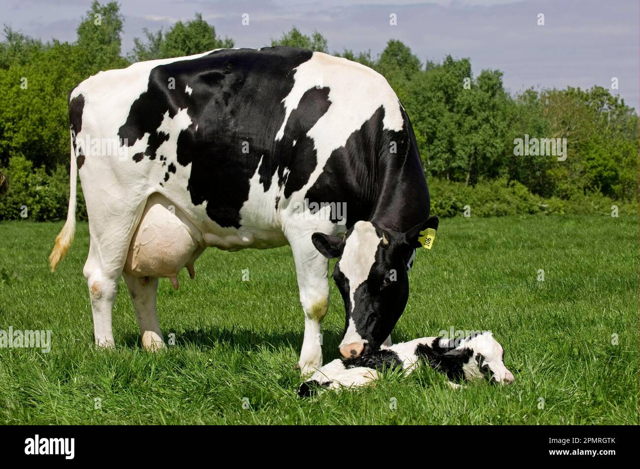Domestic cattle, Holstein Friesian, cow with newborn calf, lying in