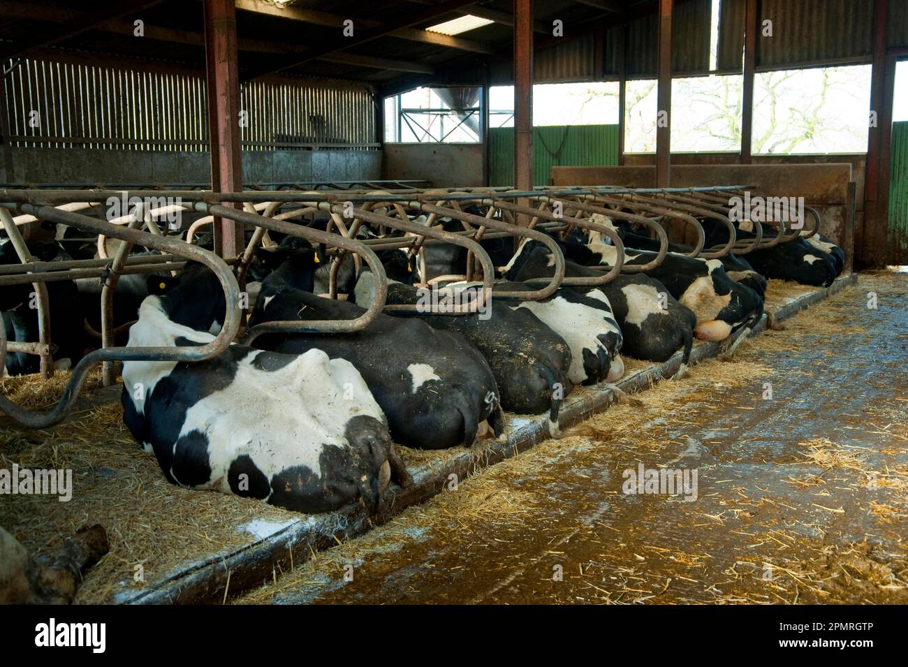 Domestic cattle, Holstein cows, herd in cubicles with mattresses and straw bedding, Stoke-on-Trent, Staffordshire, England, winter Stock Photo