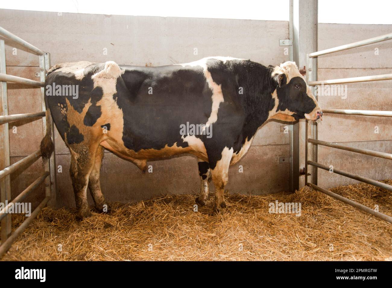 Domestic cattle, Holstein bull, standing in pen, England, Great Britain