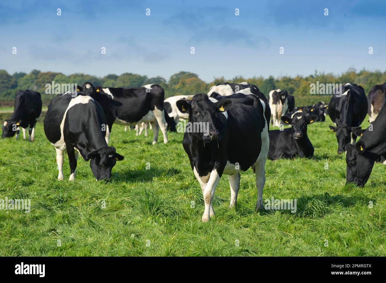 Domestic Cattle, British Friesian, cows, herd grazing in pasture, Staffordshire, England, United Kingdom Stock Photo