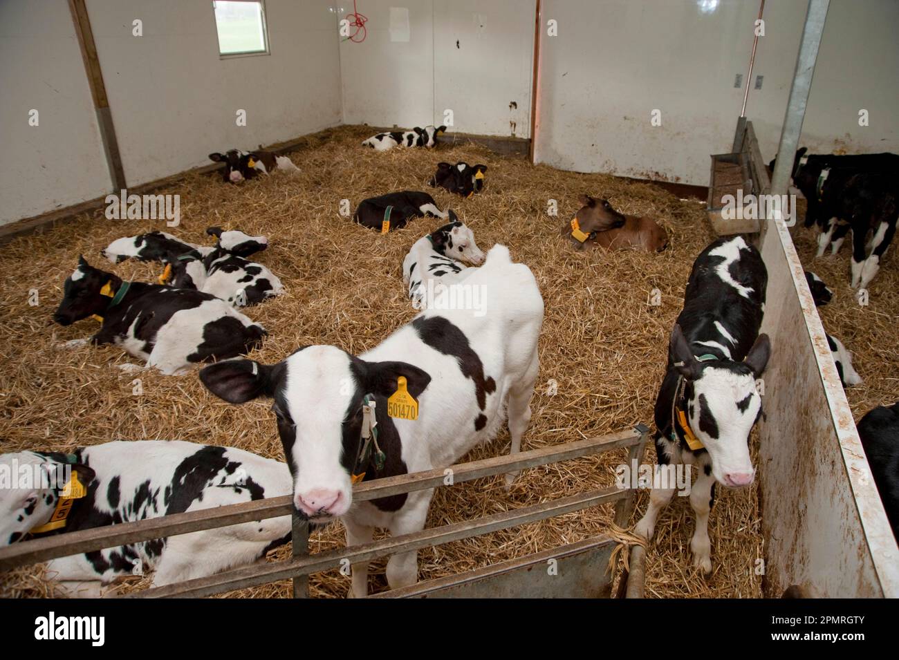 Domestic cattle, Holstein calves, group on straw bedding in the yard