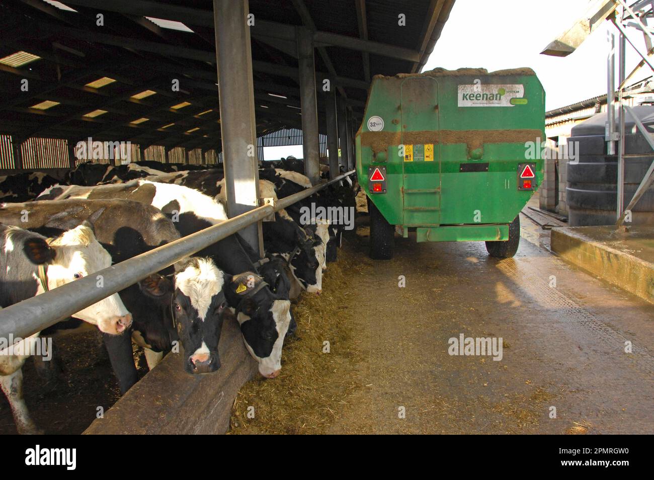 Domestic Cattle Holstein Friesian Herd Feeding With Silage At The Feed Barrier With Feed