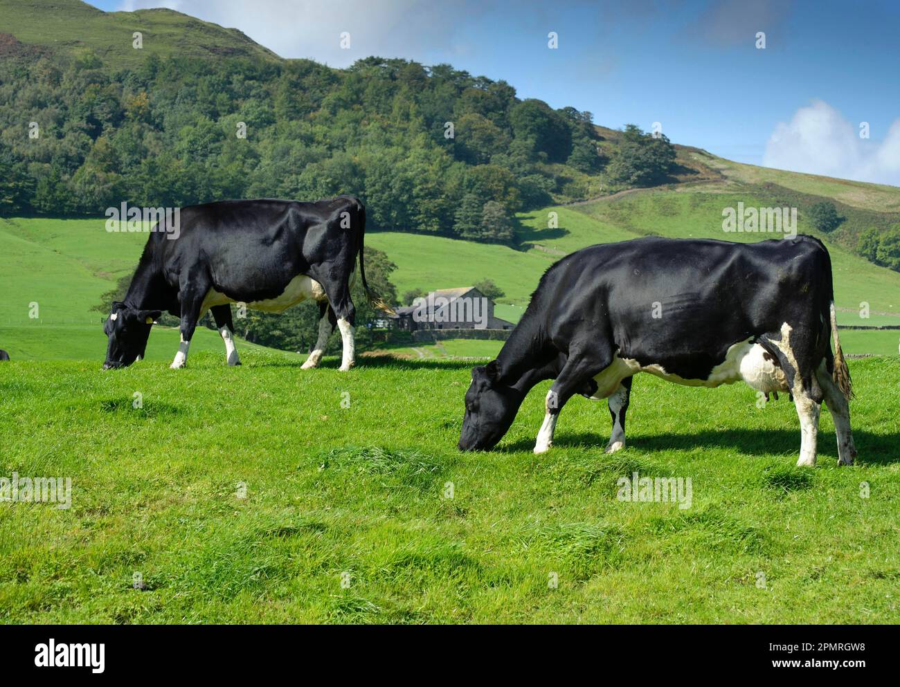 Domestic Cattle, Holstein cows, grazing in pasture, Dunsop Bridge