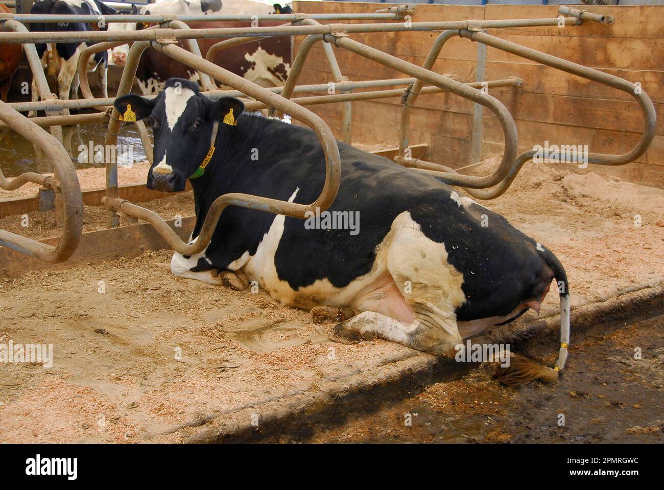 Domestic cattle, Holstein Friesian, dairy cow, lying in cubicle with