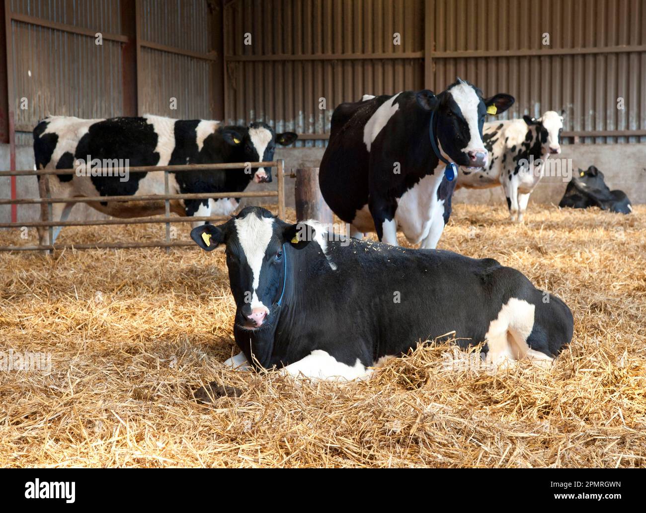 Domestic Cattle, Holstein Friesian type dairy cows, herd in straw yard, on organic farm, Shropshire, England, United Kingdom Stock Photo