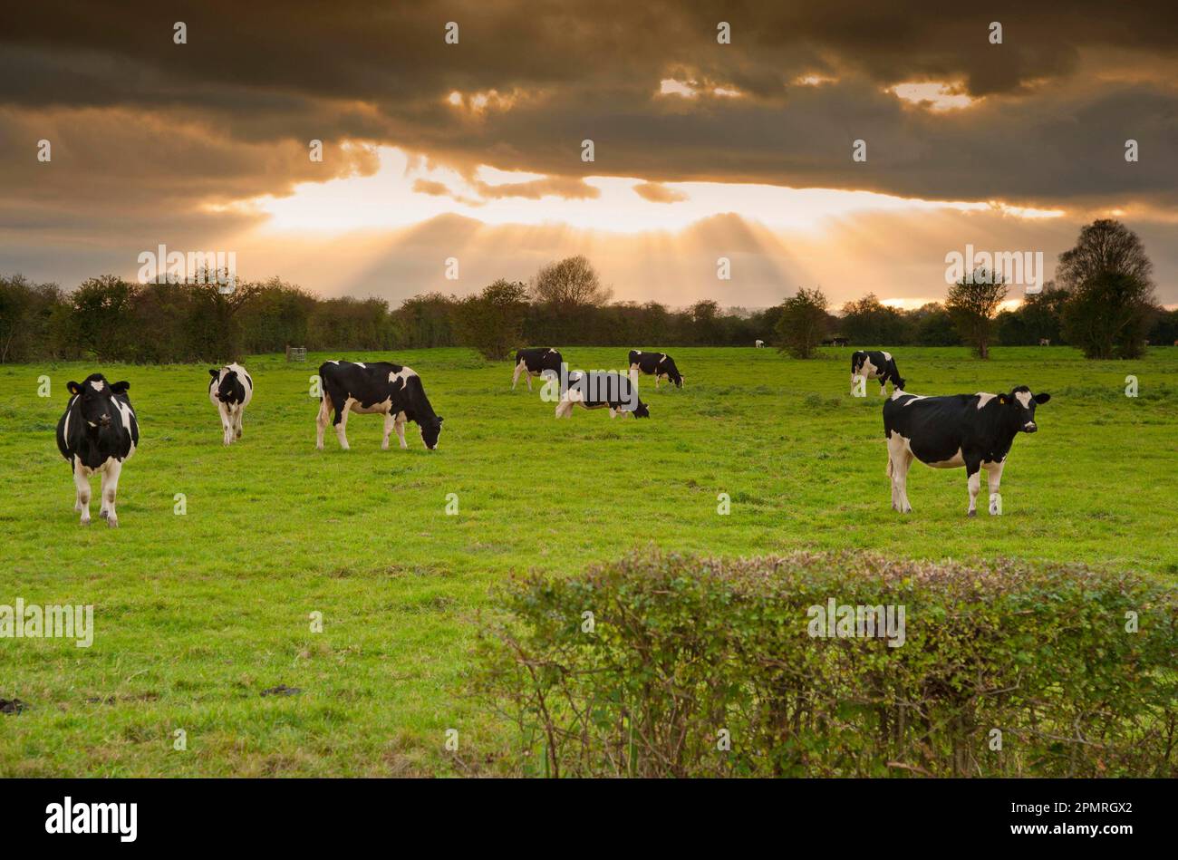Domestic Cattle, Holstein heifers, herd grazing in pasture, with clouds ...