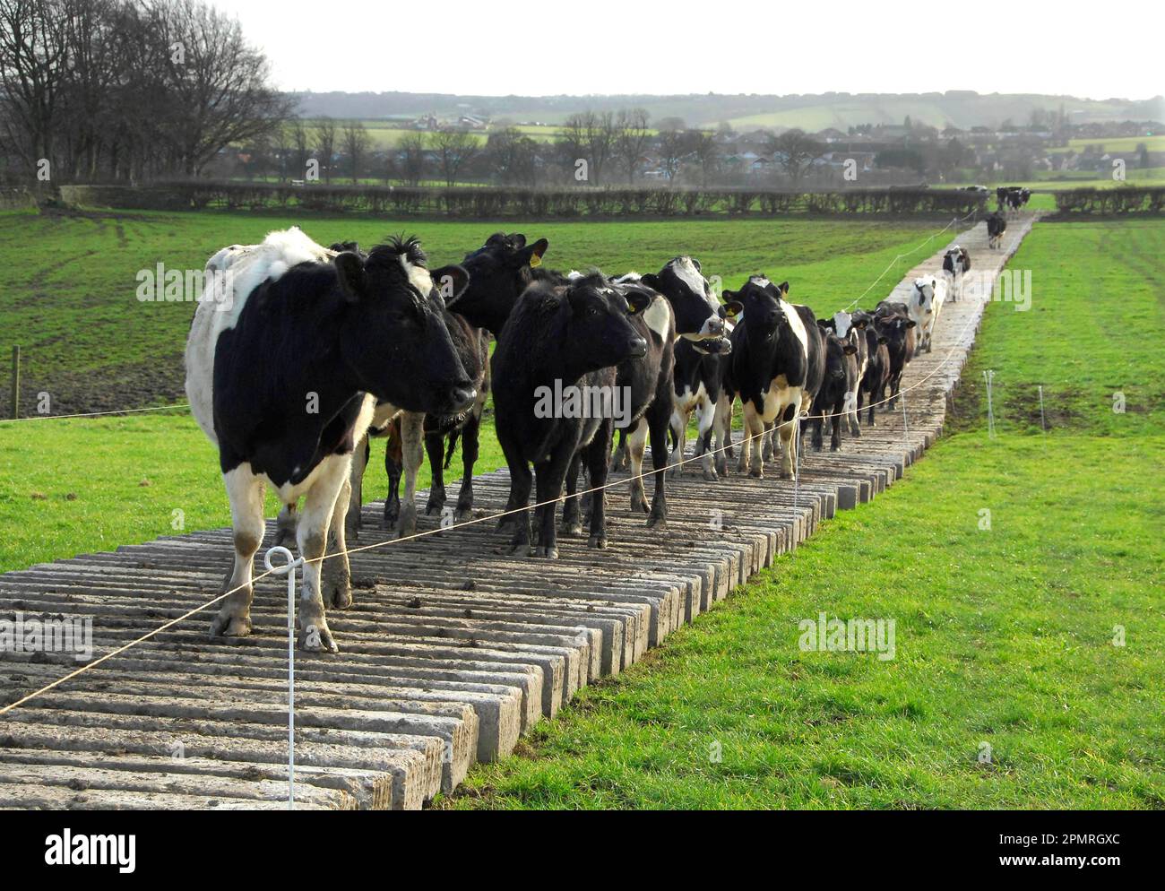 Domestic cattle, Holstein Friesian cows, standing on movable cow track, made of concrete railway sleepers, England, Great Britain Stock Photo