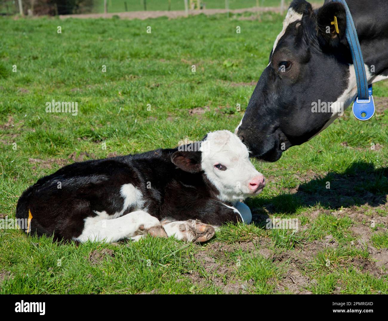 Domestic Cattle, Holstein Friesian type dairy cow with Hereford cross