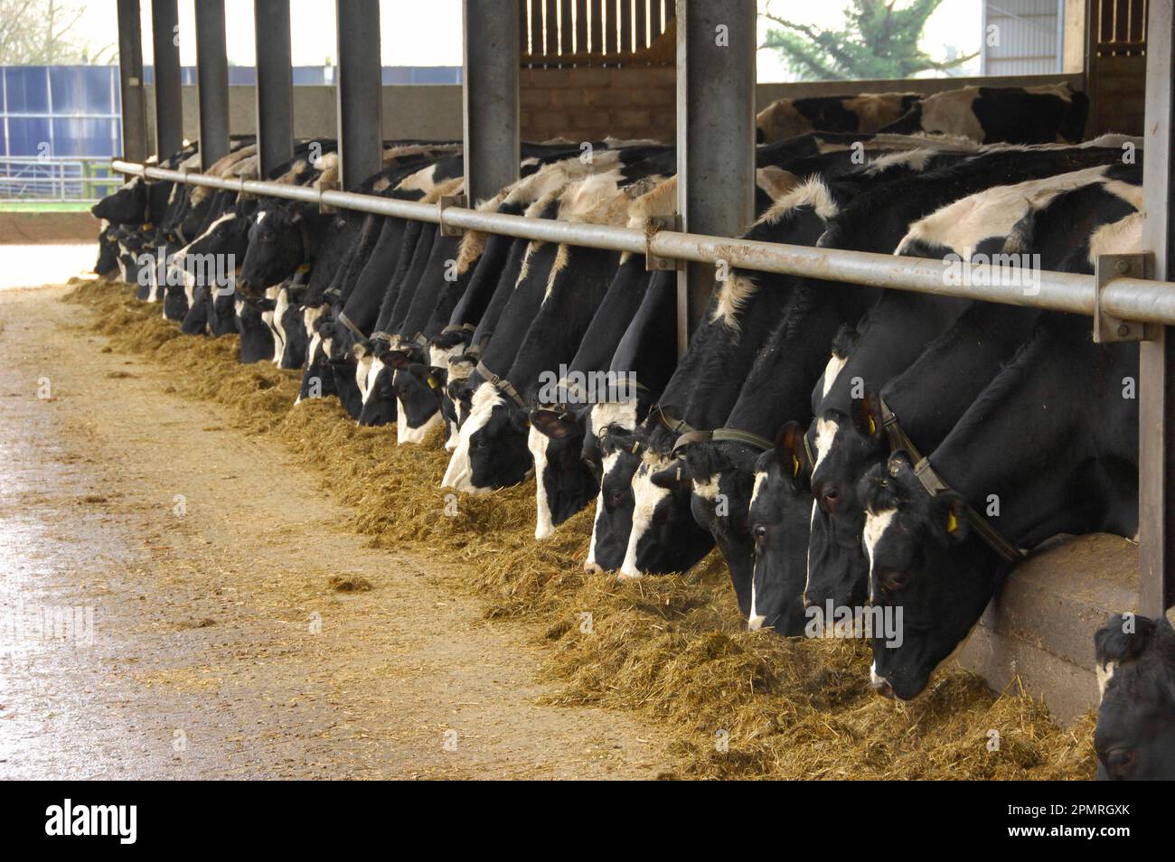 Domestic cattle, Holstein Friesian herd, feeding on silage at the feed barrier, Staffordshire, England, winter Stock Photo