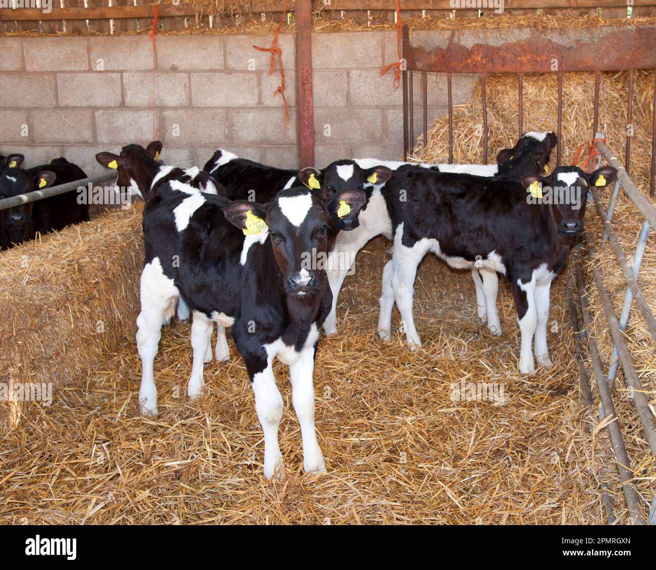 Domestic Cattle, Holstein Friesian type dairy calves, standing on straw