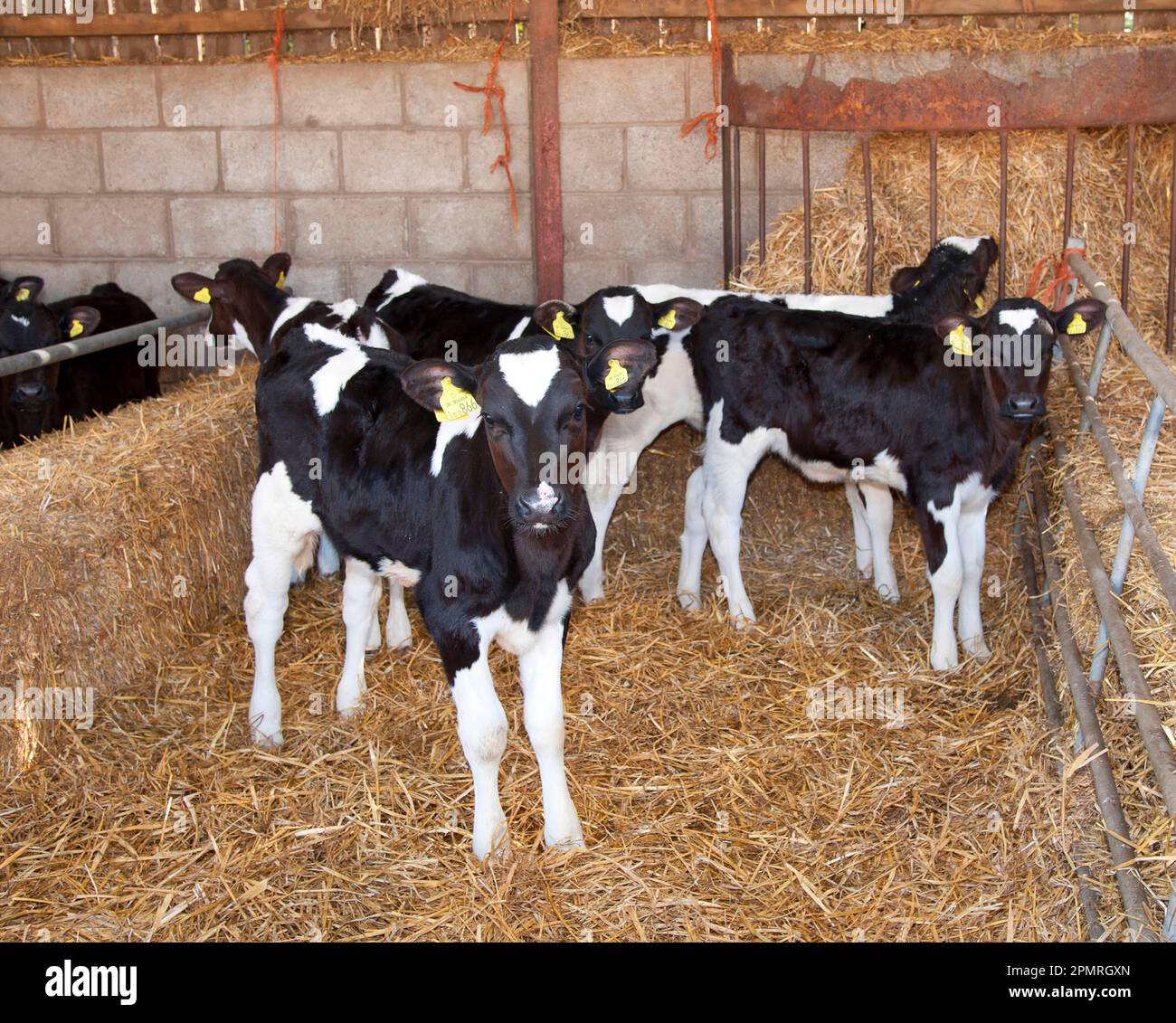Domestic Cattle, Holstein Friesian type dairy calves, standing on straw  bedding in shed, on organic farm, Shropshire, England, United Kingdom Stock  Photo - Alamy