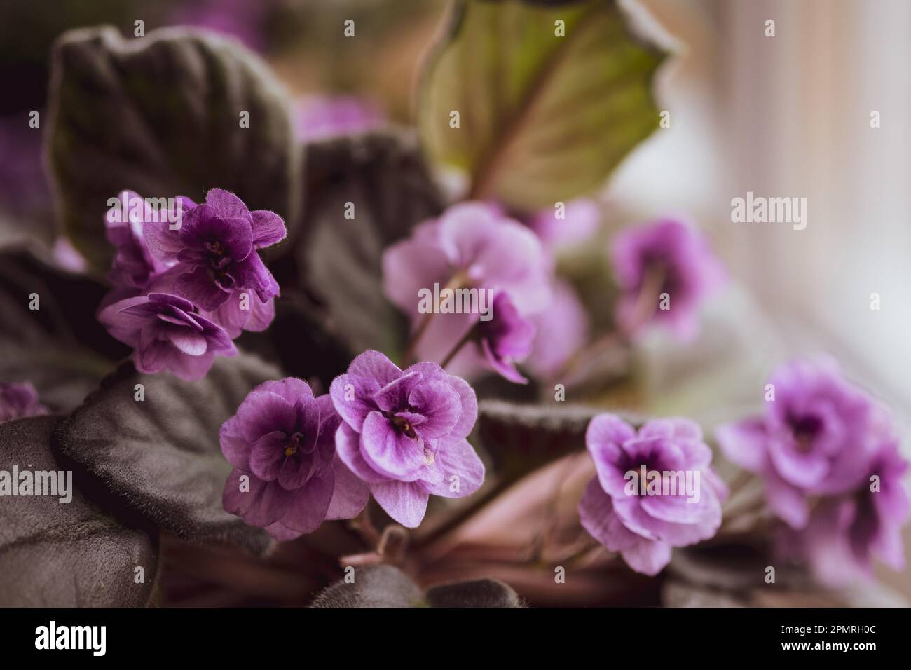 african violet flowers saintpaulia in pot on windowsill, macro close up Stock Photo
