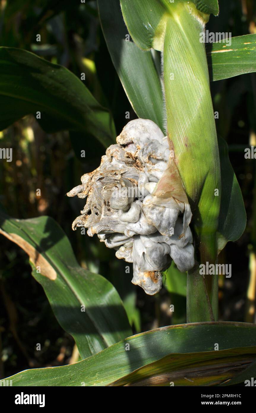 Sick corn plant affected by fungus Ustilago zeae Unger Stock Photo Alamy