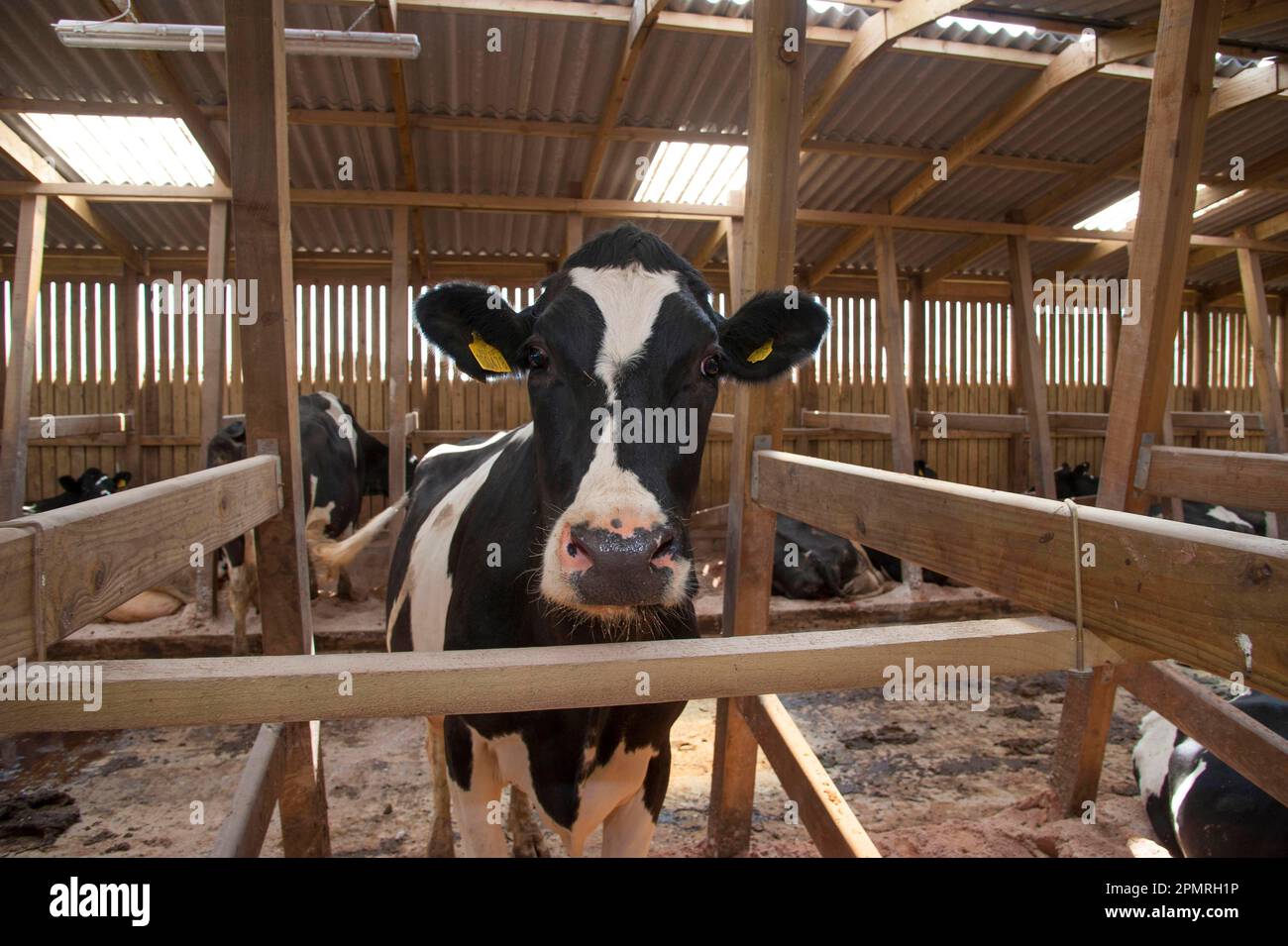 Domestic Cattle, Holstein cows, dairy herd in wooden cubicle house, Lancashire, England, United