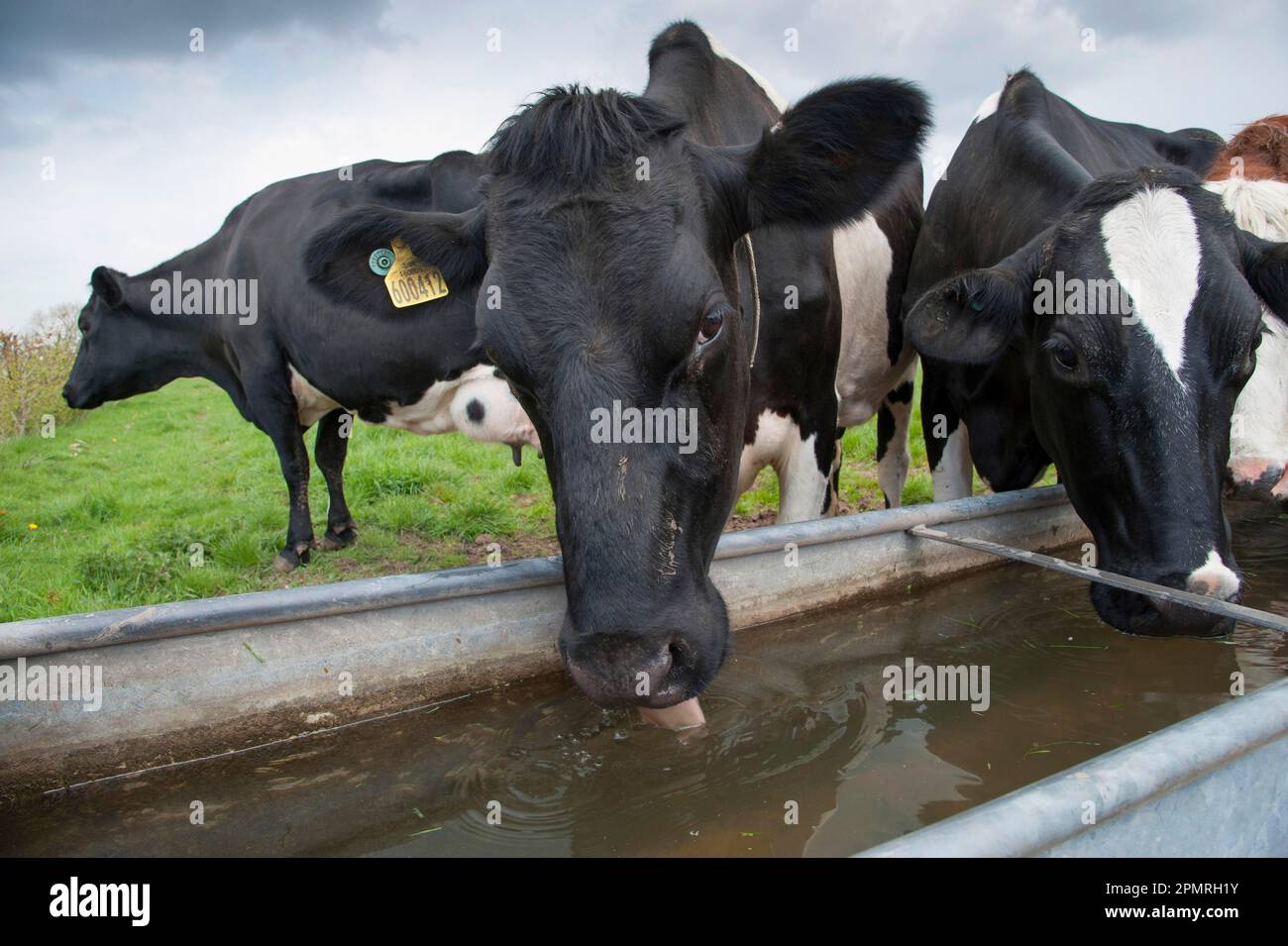 Domestic Cattle, Holstein dairy cows, herd drinking from water trough in pasture, Cheshire, England, United Kingdom Stock Photo