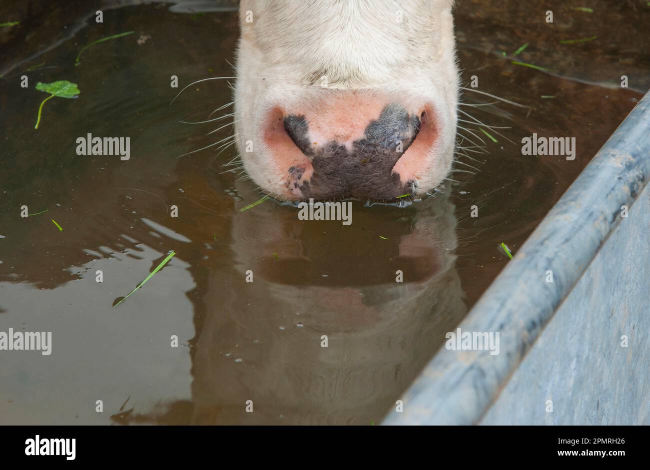 Domestic Cattle, Holstein dairy cow, closeup of muzzle, drinking from