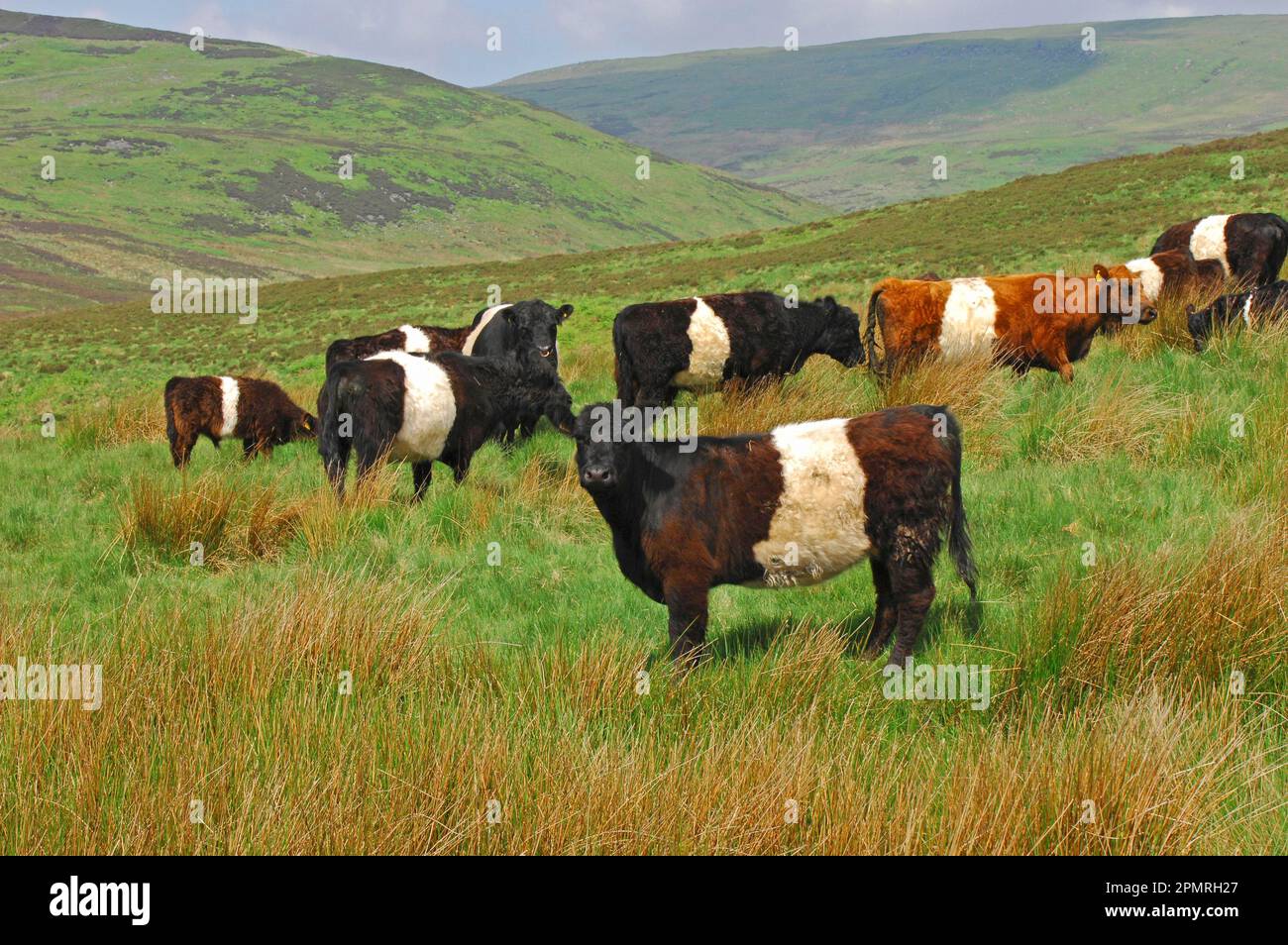 Herd highland cattle stand in hi-res stock photography and images - Alamy