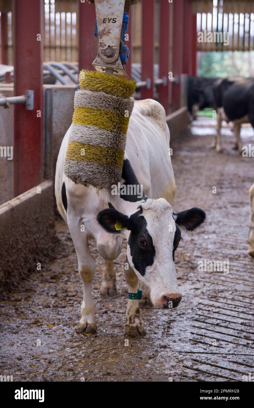 Domestic Cattle, Holstein dairy cow, using cow brush in cubicle house, Mold, Flintshire, North