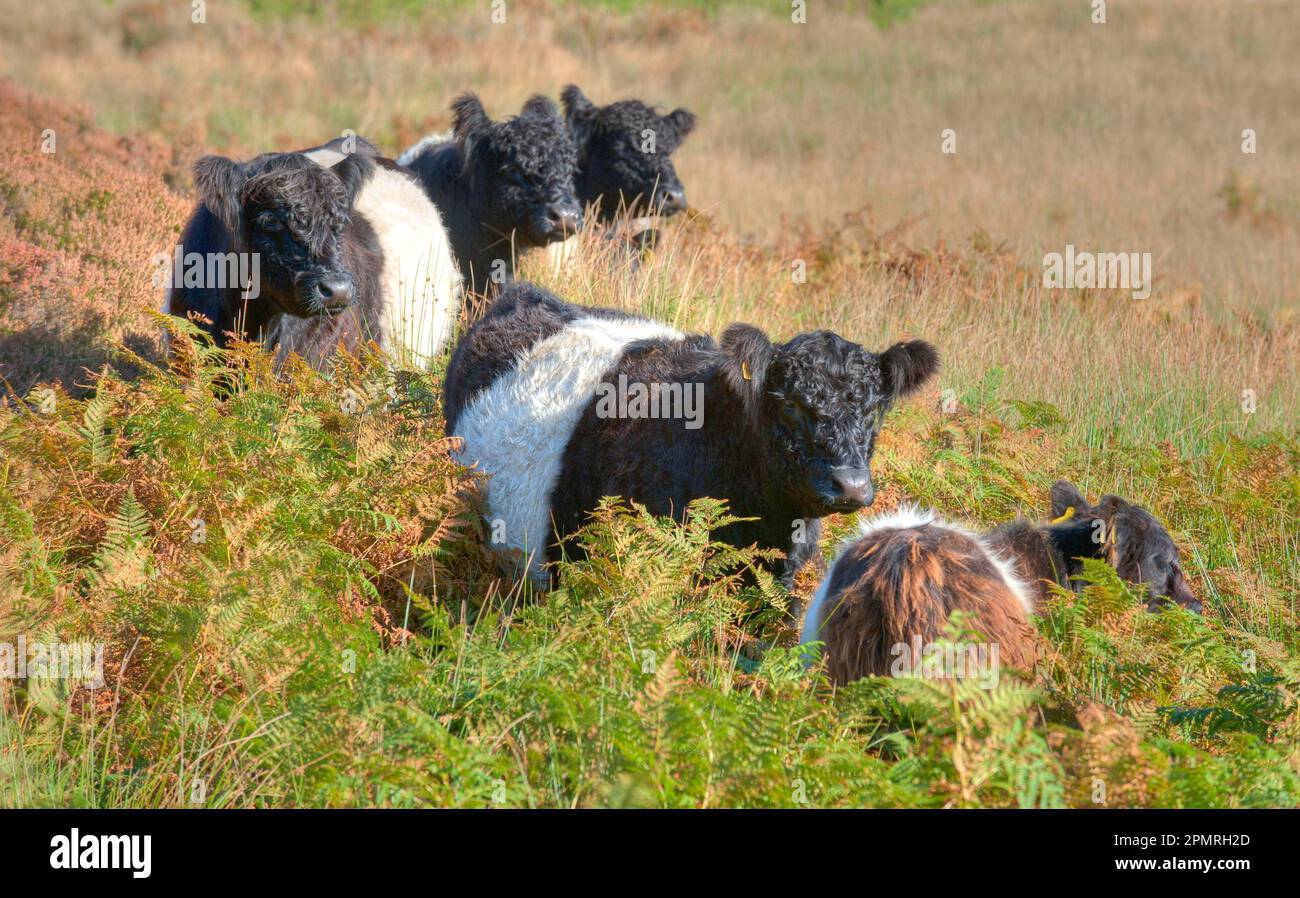 Domestic Cattle, Belted Galloway cows, standing amongst bracken on fell, Croasdale, Slaidburn, Forest of Bowland, Lancashire, England, United Kingdom Stock Photo