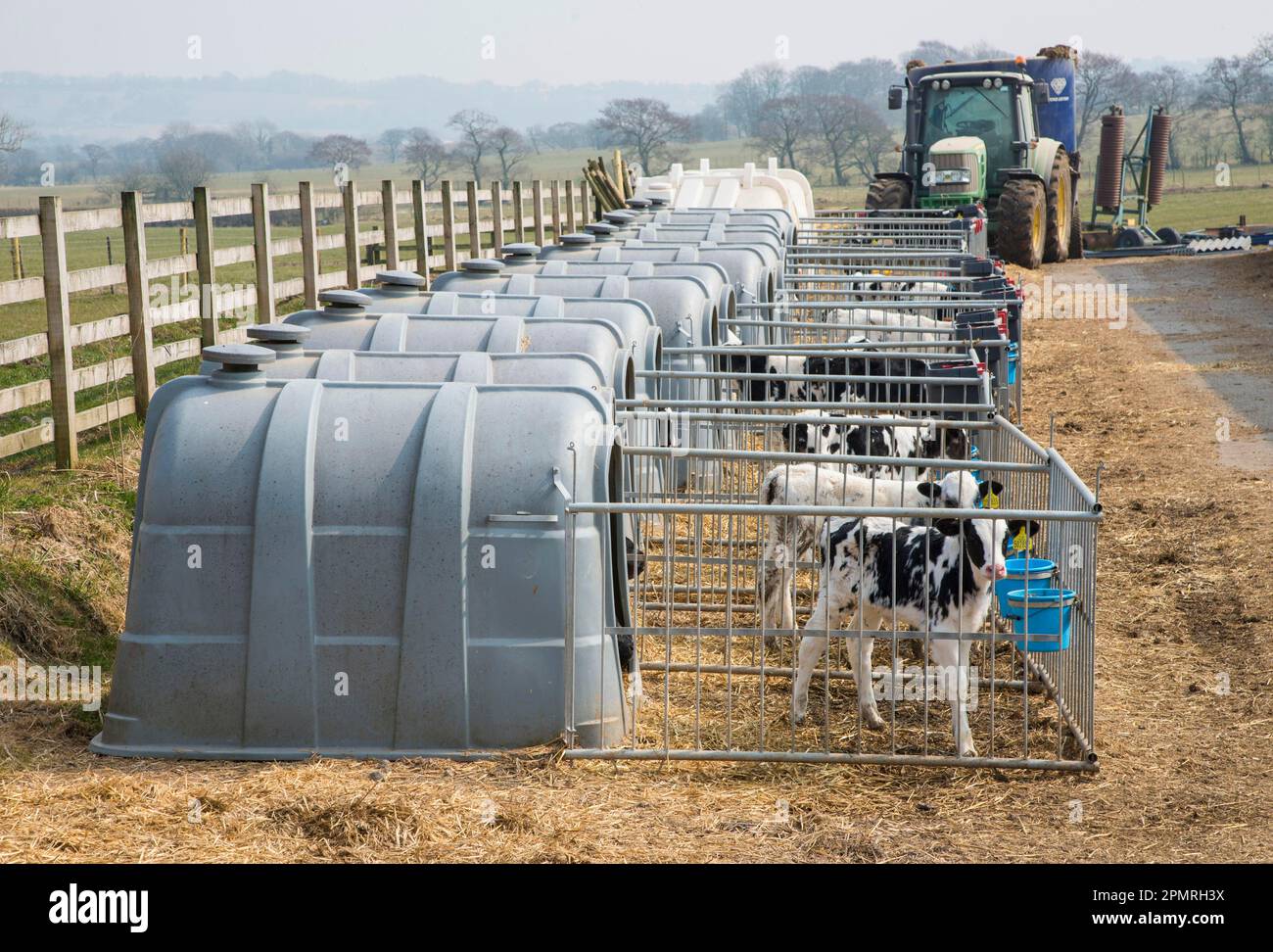 Domestic Cattle, Holstein dairy calves, standing in plastic calf